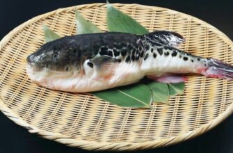 Вишукана небезпека: Фугу – отруйна риба, що підкорила гурманів