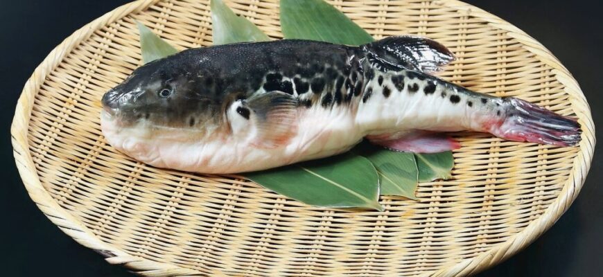 Вишукана небезпека: Фугу – отруйна риба, що підкорила гурманів