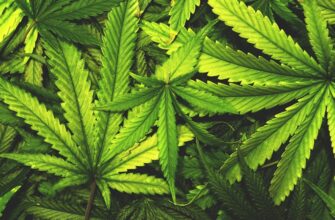 Канабіс: Що Це Таке, Його Вплив та Використання в Україні