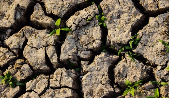 Мікродобрива: ключ до успішної агротехнології в Україні