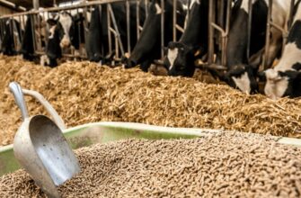 Обираємо та використовуємо премікси для корів: поради та рекомендації