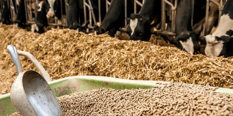 Обираємо та використовуємо премікси для корів: поради та рекомендації