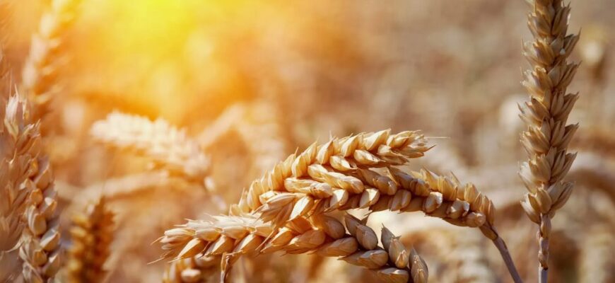 Фуражна пшениця: важливість для тваринництва та агросектору України