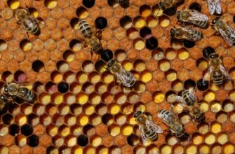 Що таке перга: властивості, користь і застосування бджолиного хліба