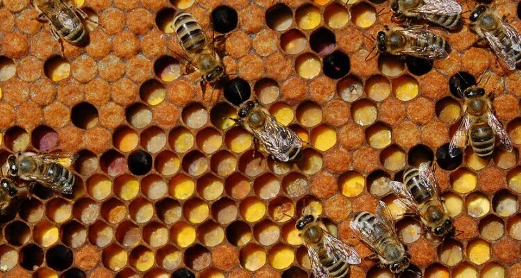 Що таке перга: властивості, користь і застосування бджолиного хліба