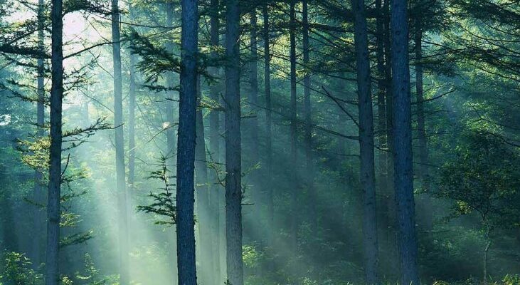 Природні зони: визначення, особливості та значення для екосистем Природні зони: визначення, особливості та значення для екосистем