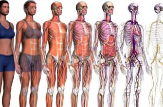 Система органів людини: робота та їх вплив на здоров’я організму