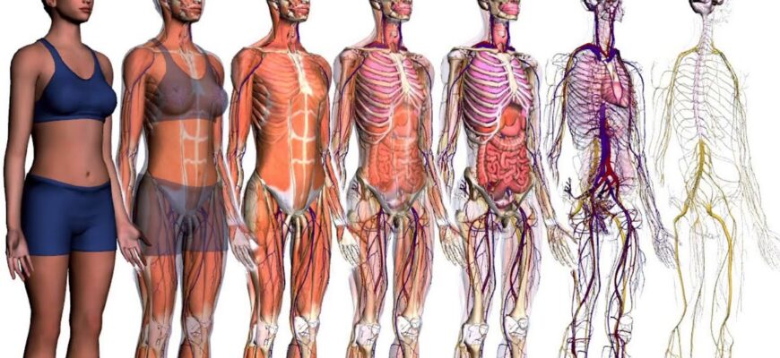 Система органів людини: робота та їх вплив на здоров’я організму Система органів людини: робота та їх вплив на здоров’я організму