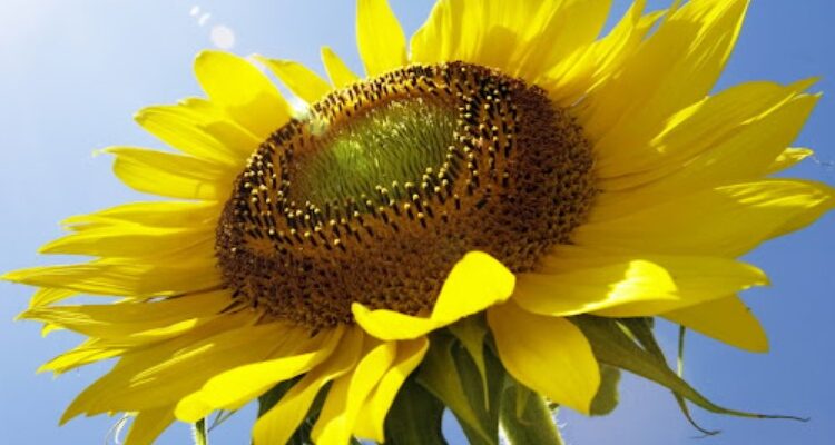 Що таке вегетаційний період: детальне пояснення та вплив на рослини Що таке вегетаційний період: детальне пояснення та вплив на рослини