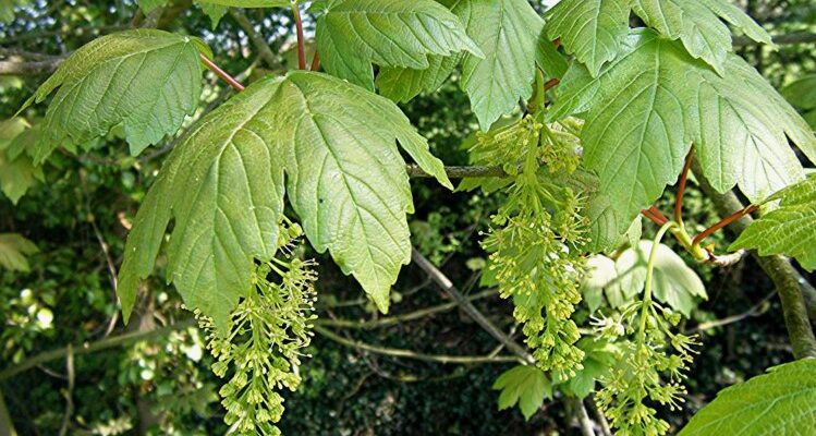 Явір: Опис, Властивості та Використання Цінного Дерева в Україні