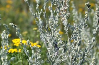 Євшан-зілля: значення та символізм в українській культурі та історії