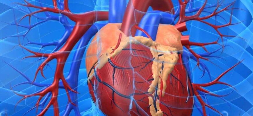 Аорта: Головна артерія організму та її роль у кровообігу людини