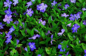 Барвінок: значення, символіка та використання у ландшафтному дизайні