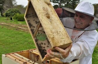 Все про бджолопакети: Що це таке і як обрати якісний продукт