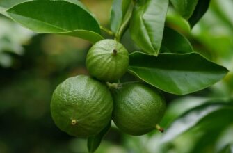 Розкриваємо загадки бергамоту: властивості, користь та застосування