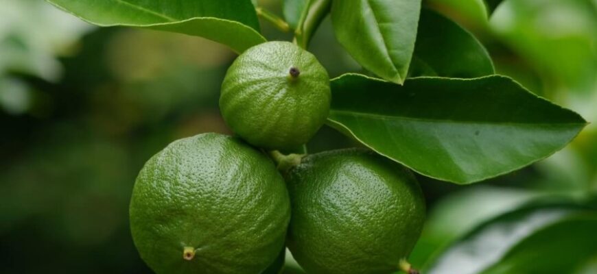 Розкриваємо загадки бергамоту: властивості, користь та застосування