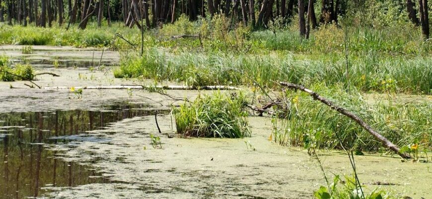 Що таке болото: визначення, характеристики та значення екосистеми