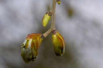 Що таке брунька: Визначення, функції та значення у природі