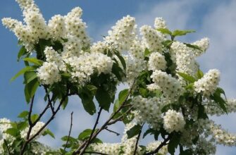 Черемшина: Властивості, Використання та Користь Цієї Рослини