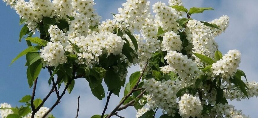 Черемшина: Властивості, Використання та Користь Цієї Рослини