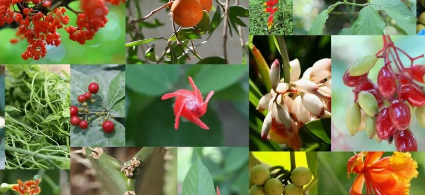 Все, що потрібно знати про флору: визначення, значення та роль у природі Все, що потрібно знати про флору: визначення, значення та роль у природі