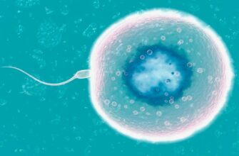 Гаметогенез: процес утворення статевих клітин в організмі людини