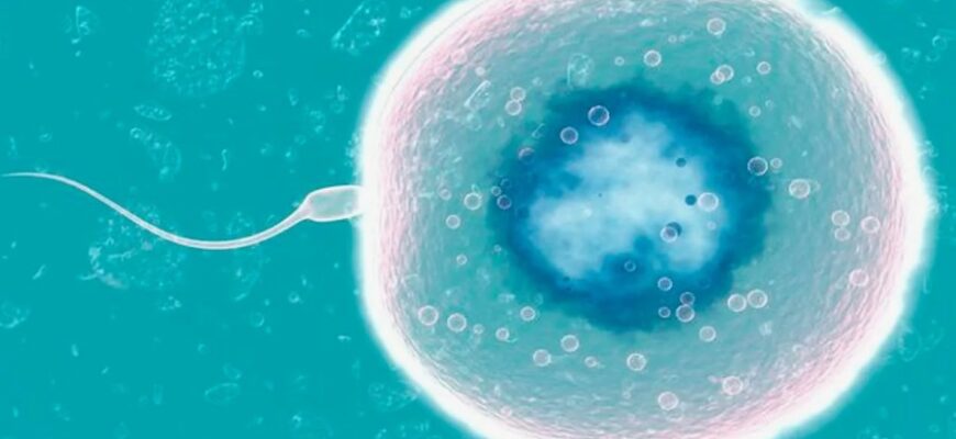 Гаметогенез: процес утворення статевих клітин в організмі людини Гаметогенез: процес утворення статевих клітин в організмі людини