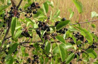 Що таке крушина: корисні властивості, застосування та протипоказання