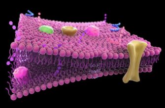Що таке мембрана: визначення, функції та застосування в науці та техніці