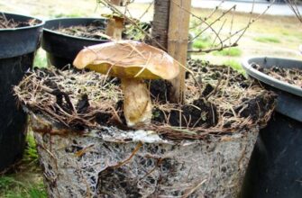 Що таке мікориза: роль у здоров’ї рослин та підвищення врожайності