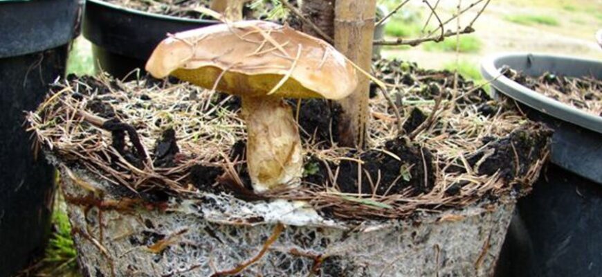 Що таке мікориза: роль у здоров’ї рослин та підвищення врожайності