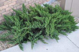 Що таке натура зерна: визначення, значення та вплив на якість