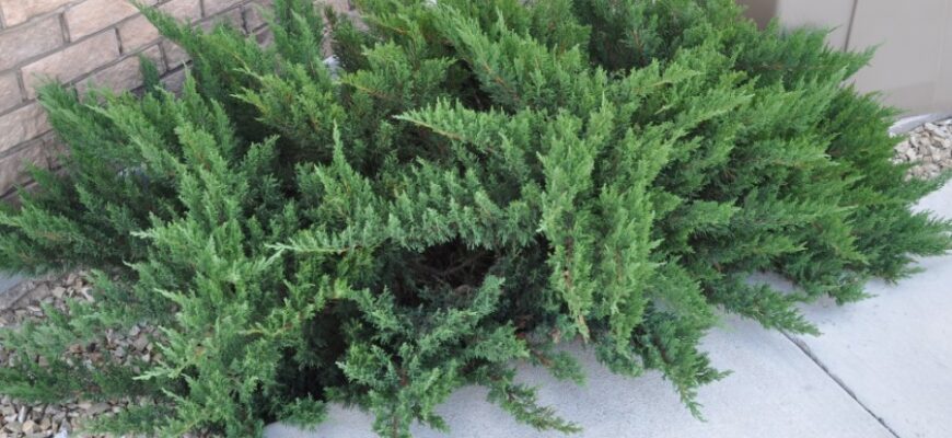 Що таке натура зерна: визначення, значення та вплив на якість