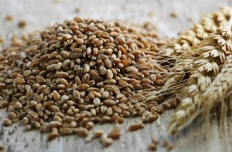 Що таке можжевельник: характеристики, використання та догляд