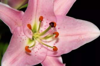 Що таке нектар: визначення, склад і користь цього ароматного напою