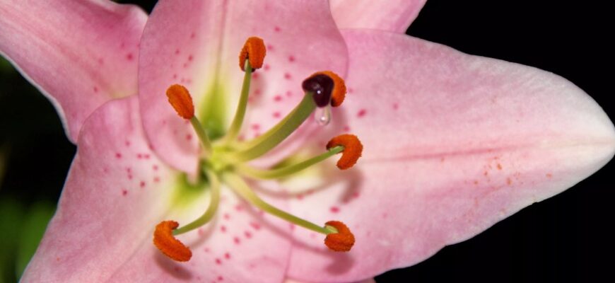 Що таке нектар: визначення, склад і користь цього ароматного напою