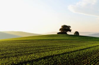 Поле: Визначення, Різновиди та Роль у Сільському Господарстві