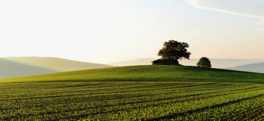 Поле: Визначення, Різновиди та Роль у Сільському Господарстві