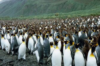 Популяція: визначення, характеристики та значення в екології