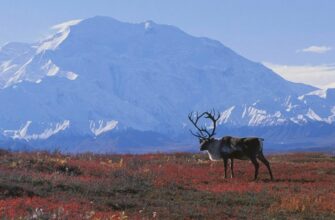 Природа: визначення, значення та вплив на наше життя і планету