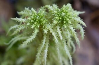 Що таке сфагнум: Властивості, види та застосування моху у природі