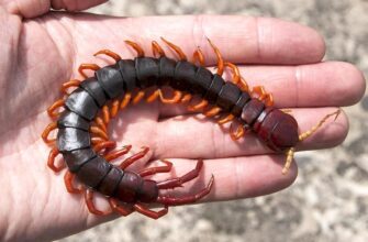 Сколопендра: Опис, Особливості та Цікаві Факти про Незвичну Комаху