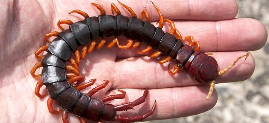 Сколопендра: Опис, Особливості та Цікаві Факти про Незвичну Комаху