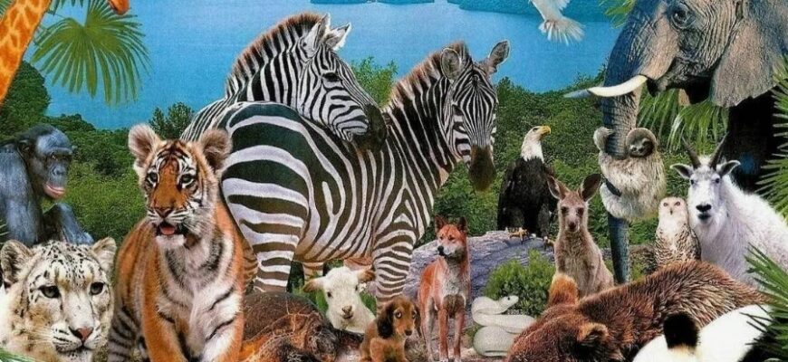 Значення та визначення тварин: характеристики й класифікація видів Значення та визначення тварин: характеристики й класифікація видів