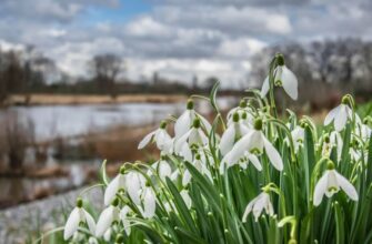 Весна: Як природа оживає та які зміни відбуваються навесні?
