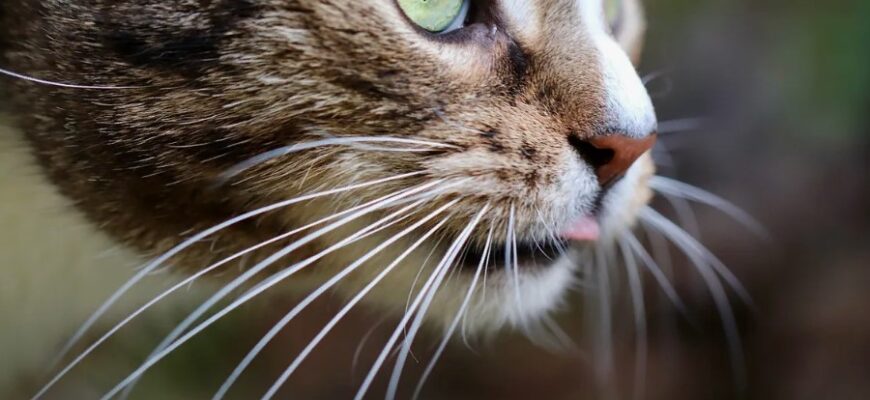Що таке багнети: їхнє призначення і використання в сучасному світі