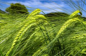 Що таке ячмінь і як його розпізнати: симптоми, причини та лікування