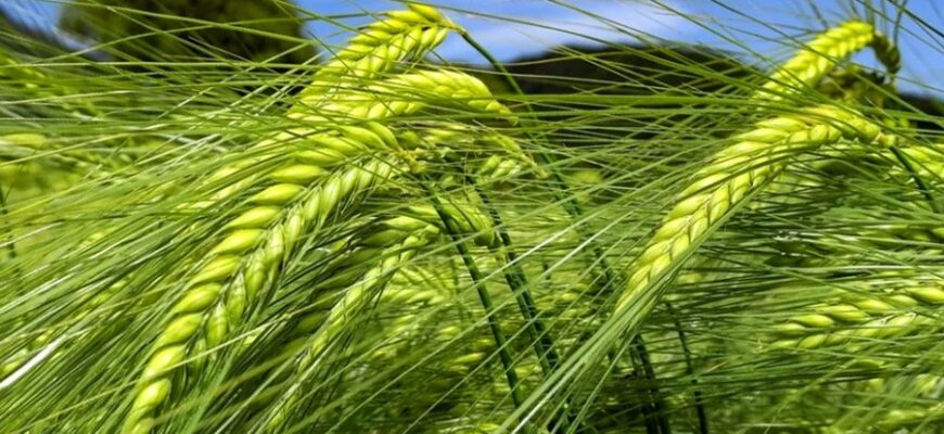 Що таке ячмінь і як його розпізнати: симптоми, причини та лікування