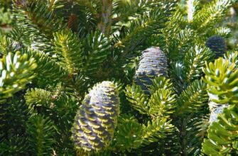 Ялиця: Визначення, Особливості та Використання в Ландшафтному Дизайні