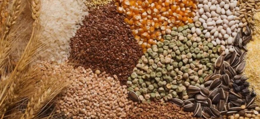 Збіжжя: Визначення, види та використання у сільському господарстві